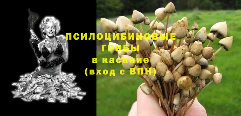 Псилоцибиновые грибы Cubensis  гидра вход  Зуевка  купить наркотики сайты 